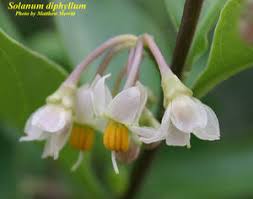 Image result for Solanum sp.no.2