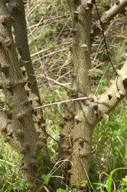 Image result for Zanthoxylum