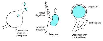 Image result for Otiophora