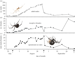 What must you add to make it weigh fifteen? Male Black Widows Parasitize Mate Searching Effort Of Rivals To Find Females Faster Proceedings Of The Royal Society B Biological Sciences