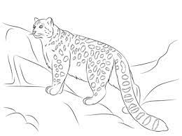 Download snow leopard coloring page and use any clip art,coloring,png graphics in your website, document or presentation. Snow Leopard Coloring Page Supercoloring Com Leopard Pictures Snow Leopard Pictures Snow Leopard