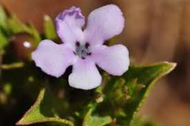 Image result for Teedia lucida