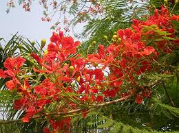 Delonix Regia Gulmohar