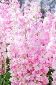 How To Grow And Care For Stock Flowers Matthiola Incana