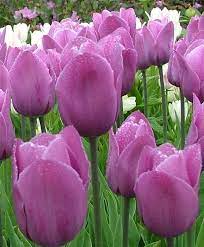 Tulip Violet Beauty Single Late Tulips Tulips Flower Bulbs Index Bulb Flowers Bulbous Plants Flowers