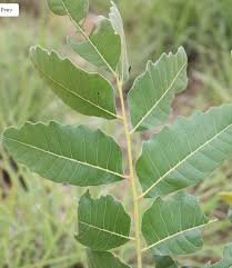 Image result for Aspilia kotschyi