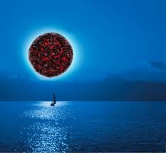 Image result for Casearia runssorica