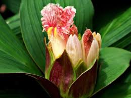 Image result for Costus subbiflorus
