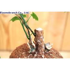 Image result for Cyclantheropsis parviflora