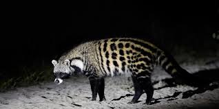 We did not find results for: 7 Unique Animals On Found On Mount Kilimanjaro The Ultimate Kilimanjaro Blog