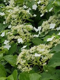 Det kan være en god ide at have en indsats på det store toiletbræt og en skammel at. Jakten Pa Den Perfekte Klatreplanten Klatrehortensia Skarpihagen