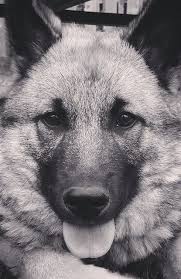 Black And Grey Dog Bear The Norwegian Elkhound Norwegian Elkhound Grey Dog Cute Dogs