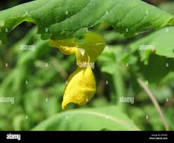 Image result for Impatiens stuhlmannii