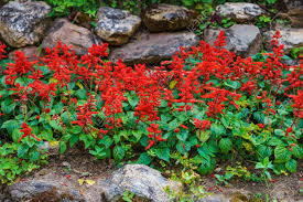 Masculinity crisis of the modern male. Brilliant Scarlet Salvia Splendens Flowers In Garden This Plant Stock Photo Picture And Royalty Free Image Image 72165483
