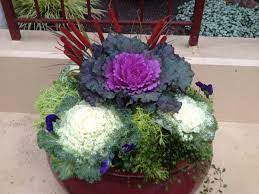 Winter Container Gardens By Estela Love These Pots Description From Pinterest Com I Searched For This O Winter Flowers Flower Pots Winter Container Gardening