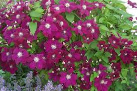 Ernest markham has cheery magenta flowers from midsummer to mid autumn. Natures Best Clematis Clematis Ernest Markham Clematis Magenta Flowers Flower Garden