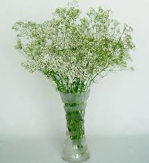 We did not find results for: Gypsophila Paniculata Revista De Flores Plantas Jardineria Paisajismo Y Medio Ambiente