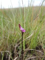 Image result for Disperis katangensis
