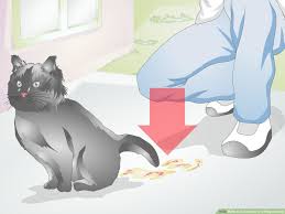 I often have many cats inside my home (being a pet rescue) and i use different boxes so they can take their pick. 3 Ways To Take Care Of A Pregnant Cat Wikihow