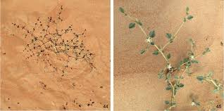 Image result for Limeum