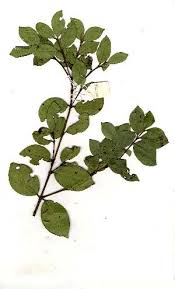 Image result for Eugenia natalitia