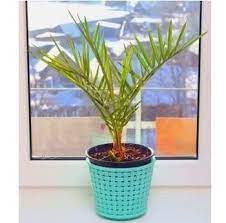 A Young Phoenix Roebelenii Palm Plant Care Palm Plant House Plants