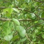 Image result for Pterocarpus lucens