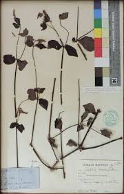 Image result for Cyathula cylindrica