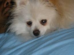 Black pomeranian and white pomeranian for sale with teddy bear faces, they. Pomeranian Puppies In Florida