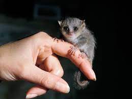 Mouse Lemur Grey Mouse Lemur Baby Animals Lemur