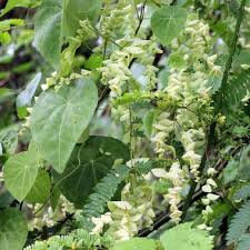 Image result for Cissampelos