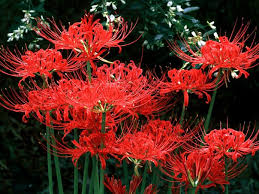 Il più completo elenco di nomi di fiori con il loro significato. Lycorus Radiata Higanbana Higanbana Il Fiore Rosso Del Giappone
