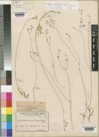 Image result for Kohautia caespitosa