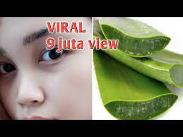 Ambil daun lidah buaya dan potong menjadi beberapa bagian, lalu. Memutihkan Wajah Dengan Lidah Buaya Youtube