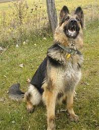 A Black And Tan King Shepherd Is Sitting In Grass And Its Mouth Is Foaming With Drool There Is A Wi King Shepherd German Shepherd Breeders Shepherd Dog Breeds
