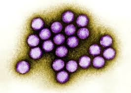 Adenoviruses were first isolated in human adenoids, from which the name is derived. Penn State Researcher Part Of Project To Develop Novel Covid 19 Vaccine Penn State University