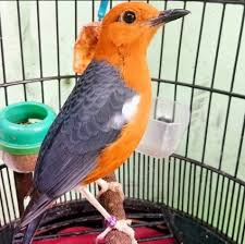 Kumpulan foto burung decu jantan. Burung Anis Merah Jantan Suhukicau Com