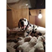See puppy pictures, health information and reviews. 11 Weeks Old Female Dalmatian Puppy In El Paso Texas Puppies For Sale Near Me