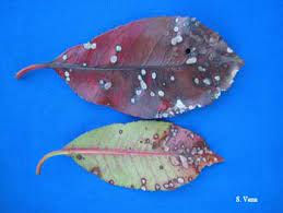 Grumpy's 412% guaranteed correct answer: Red Tip Photinia Diseases