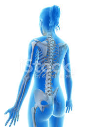 View of the bones of the thorax and shoulders from behind. Female Skeleton Back Stock Photos Freeimages Com