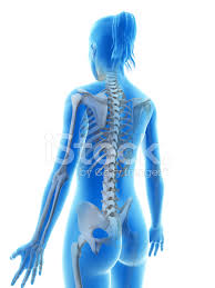 Just got the 3 bones of angbi but i can't talk to him to give it back ? Female Skeleton Back Stock Photos Freeimages Com