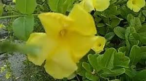 Sí, todos esos nombres son porque su. Planta De Flor Copa De Oro Youtube