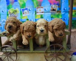 Find reputable miniature goldendoodle breeders near you. Rosewood Kennel Breeder Of Top Quality Goldendoodle Puppies