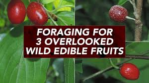 Foraging For 3 Overlooked Wild Edible Fruits Wild Edibles Fruit Edible
