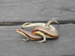 Image result for Platycoryne buchananiana