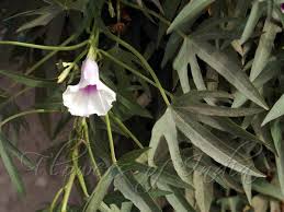 Image result for Ipomoea mauritiana
