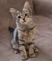 I like to video tape births so people feel more bonded to their. Maine Coon Kittens For Sale Maine Coon Cats For Sale