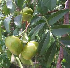 Image result for Harrisonia