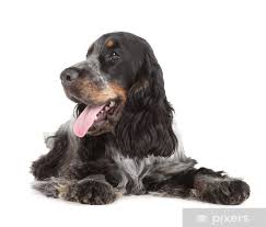 Image result for anglický kokršpaněl