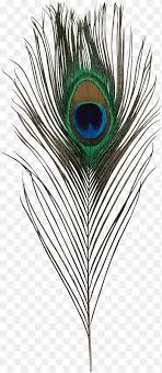 Pin the clipart you like. Peacock Feather Png Images Pngegg